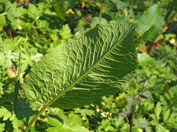 close-up de uma grande folha jovem de doca comum na vegetação florestal à luz do sol da primavera