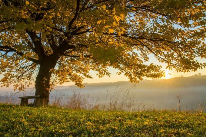 árvore de outono no campo em tempo nublado ao nascer do sol