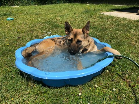 cachorro na piscina infantil - RSPCA