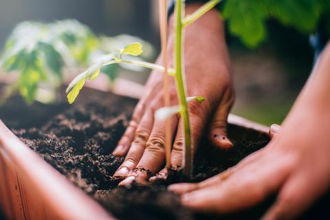 Mulher plantando uma planta de tomate