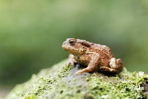 Sapo-comum, Bufo bufo, único sapo no log, Warwickshire