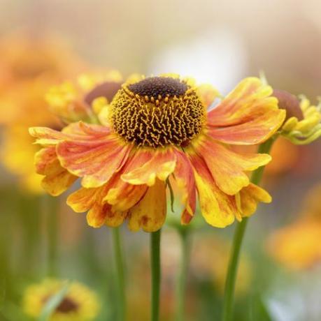 linda floração de verão, flores de helenium laranja também conhecidas como espirradeira comum, girassol falso, flor de helen, estrela amarela