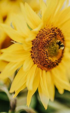 belo campo de girassol na abelha trabalhadora do Reino Unido coletando pólen