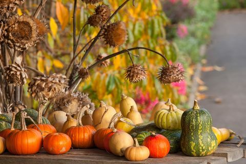 abóboras e abóboras colhidas na horta de frutas e vegetais no outono no jardim rhs rosemoor