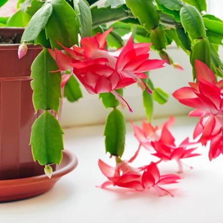 Cacto de Natal (Schlumbergera)