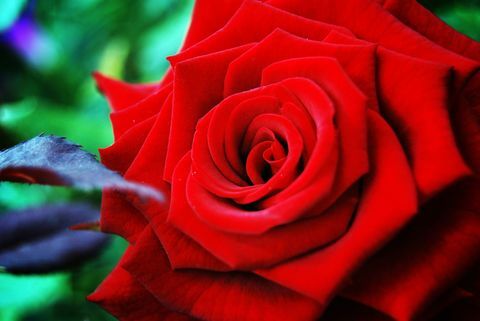 Rosa vermelha brilhante perto no jardim