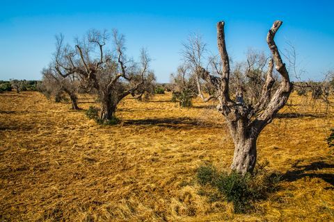 Oliveiras atacadas por xylella fastidiosa