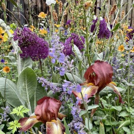 plantas roxas tendência do desfile de flores de chelsea