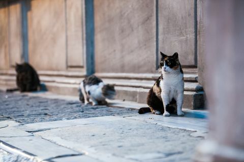 gato sentado na calçada