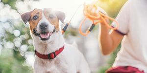 feliz, alegre e brincalhão jack russell dog relaxando e descansando no jardim gress no parque ao ar livre e fora nas férias de verão