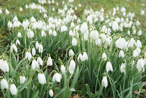 Muitos snowdrops brancos no campo