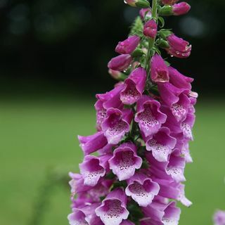 Digitalis purpurea 'Dalmatian Purple' (Série Dálmata)