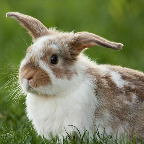 Close-up de coelho sentado no campo gramado