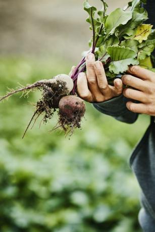 vista detalhada das mãos dos agricultores femininos segurando beterrabas orgânicas recém-colhidas