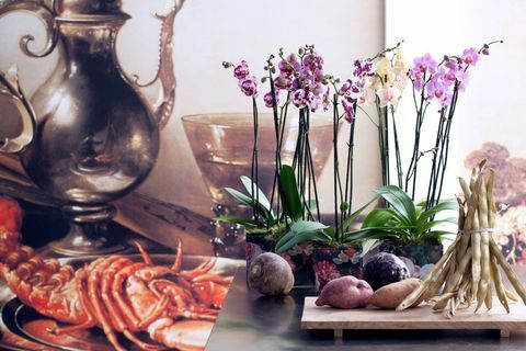 3 tipos de orquídeas que ajudarão você a abraçar a tendência Harmonize de 2017