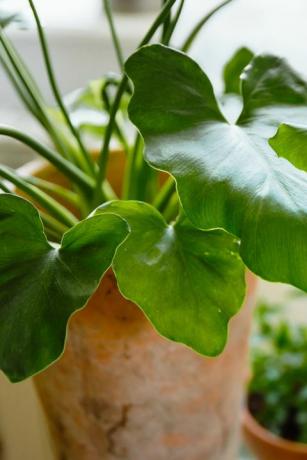 plantas de casa populares folhas verdes de filodendro shangri la