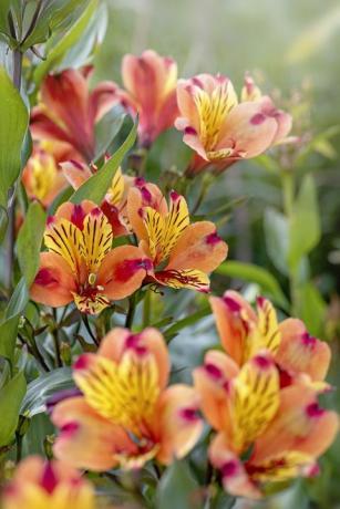 lírio peruano alstroemeria