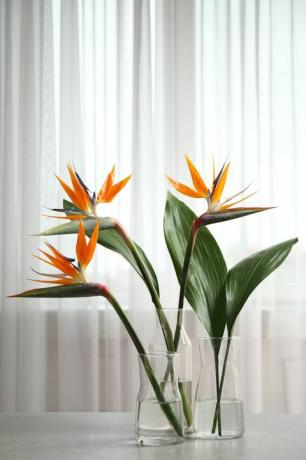 plantas de casa populares ave do paraíso flores tropicais na mesa branca