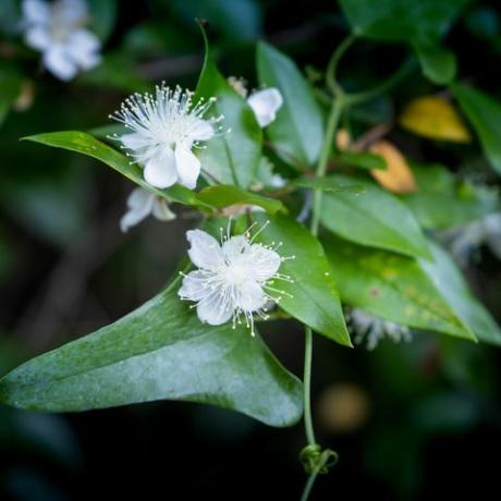 flores de murta