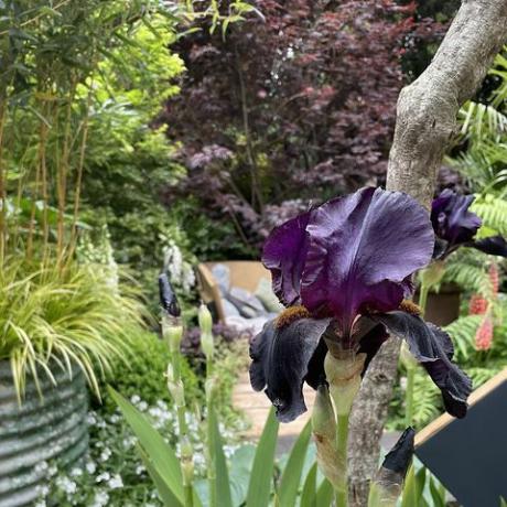 plantas roxas tendência do desfile de flores de chelsea