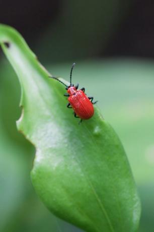 lírio besouro adulto lilioceris lilii