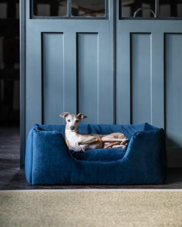 cama de cachorro de luxo profundamente suja