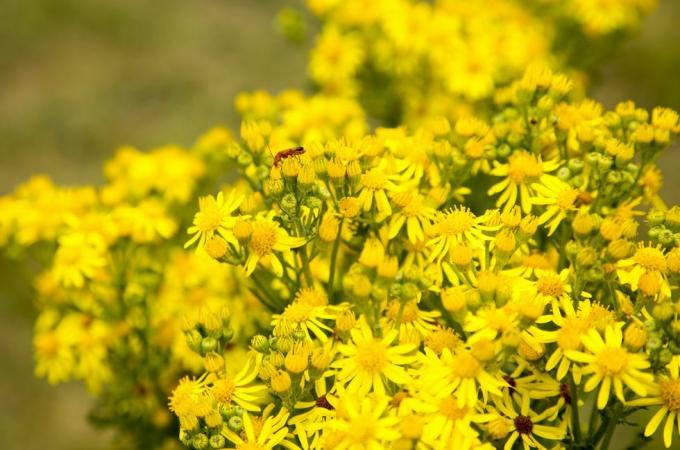 flores amarelas de ragwort comum, senecio jacobaea l, crescendo em sandlings suffolk, perto de shottisham, suffolk, inglaterra, reino unido foto por geography photosuniversal images group via getty images