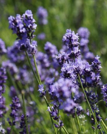 flores de lavanda roxas contra o fundo desfocado do prado