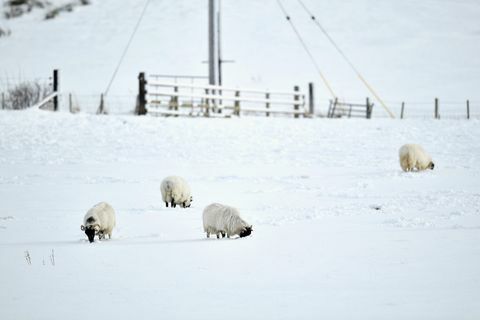 ovelhas neve escócia