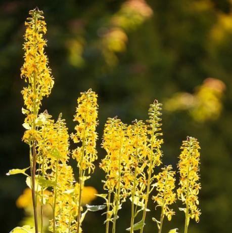 Ligularia (planta leopardo)