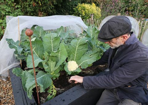 dezembro dicas de jardinagem ade sellars