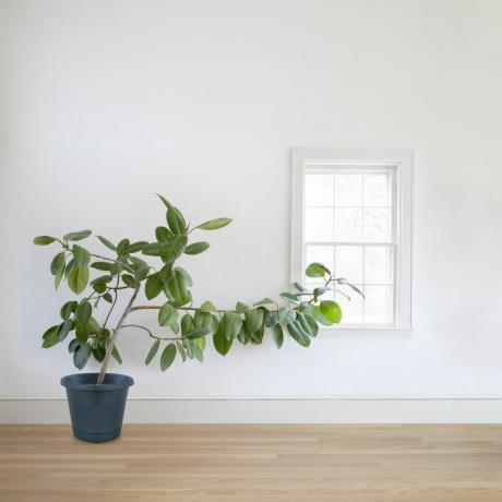 Planta de borracha crescendo em direção à janela