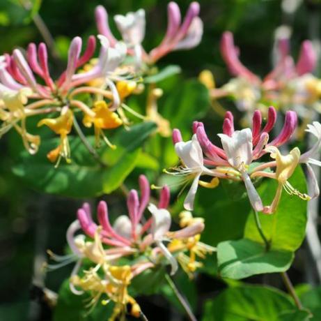 flor temperada madressilva