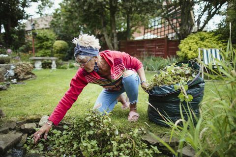 mulher sênior coletando ervas daninhas e resíduos de jardim em seu saco de compostagem ela está limpando ervas daninhas de seu lago de jardim