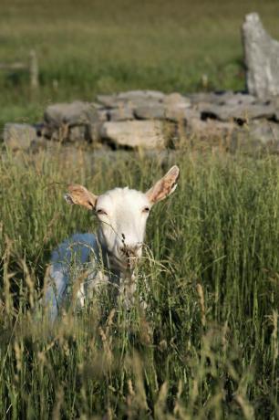 uma cabra na fazenda beekman 1802 em sharon springs, nova york