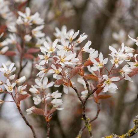 close-up de flores suaves de amelanchier laevis de serviceberry em flor