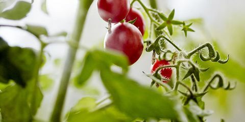 planta de tomate