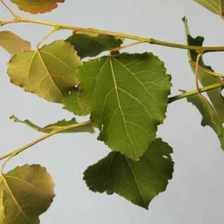 Populus Tremula Aspen muda