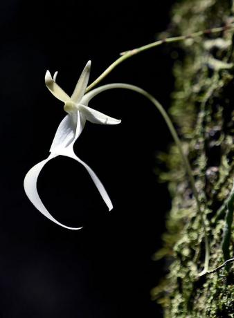 A orquídea fantasma