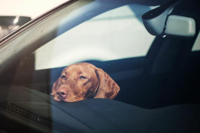 cachorro triste deixado sozinho em carro trancado