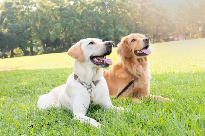 dois cães, labrador retriever e golden retriever, sentados lado a lado no campo de grama