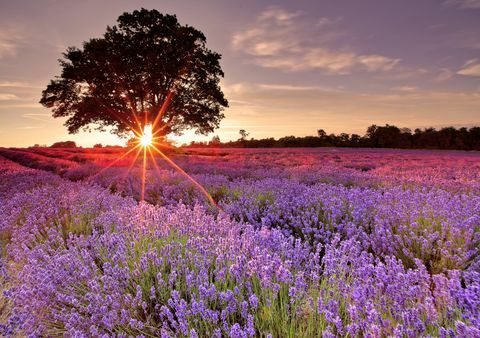 um campo de lavanda no reino unido, ao sul de londres, visitei esta fazenda de lavanda durante o pôr do sol no verão