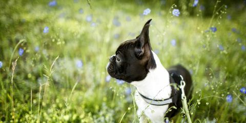 cão no prado