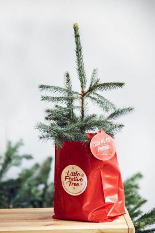 cotswold fir árvores de natal fotografadas por alun callender para viver no campo