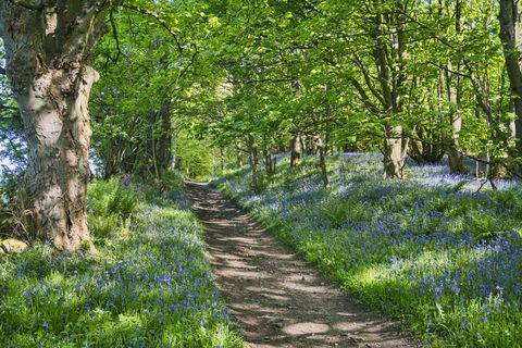 Caminho de Bluebell, Bridle Way, direito de passagem, antiga, Muiravonside, Falkirk, Escócia Central