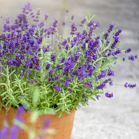 planta de lavanda