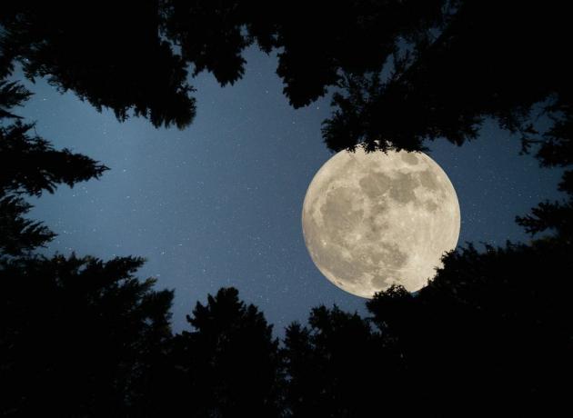 super lua cheia sobre a floresta