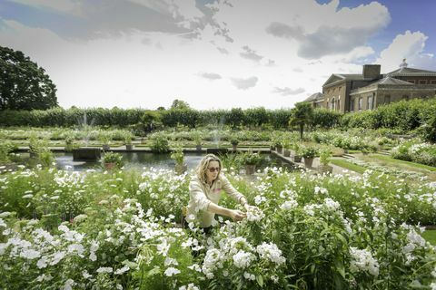 Um jardineiro cuida de flores no Jardim Branco do Palácio de Kensington