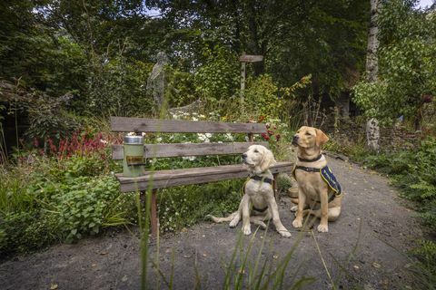 filhotes de cães-guia em treinamento, chelsea e flash, retratados no jardim artesanal do rhs chelsea, que foi criado este ano em comemoração aos 90 anos de parcerias com cães-guia na Grã-Bretanha flash é uma fêmea de 8 meses de idade labrador batizada em homenagem ao 90º aniversário dos cães-guia e chelsea tem 18 semanas e nomeado para celebrar o evento; data da foto segunda-feira, 20 de setembro de 2021fotografia de christopher ison ©07544044177chrischristopherisoncomwwwchristopherisoncom