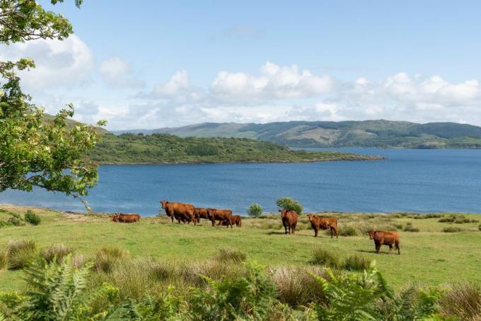 vacas pastando na ilha torsa nas Hébridas